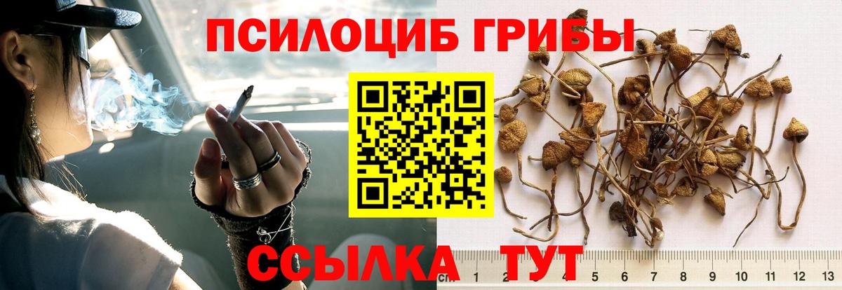 Ирбит  Псилоцибиновые грибы Cubensis  Вход с VPN 